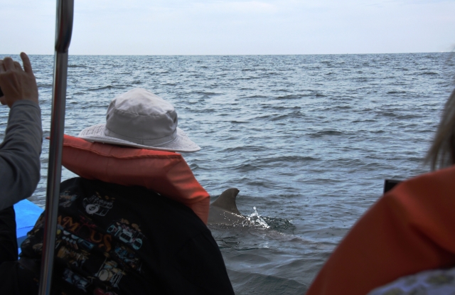 Wild Dolphin 
