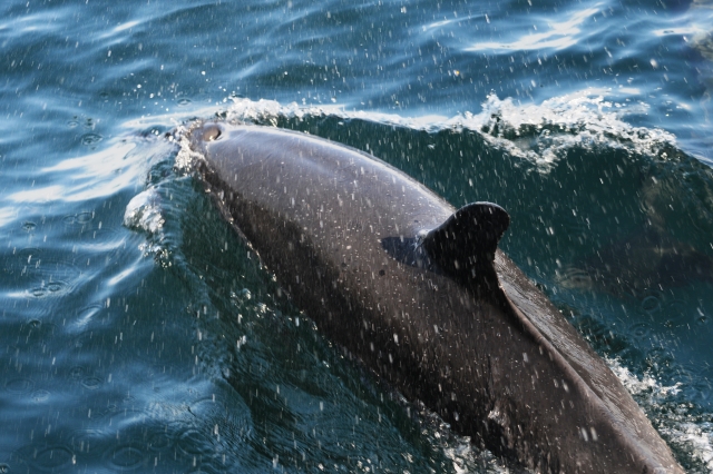 grands dauphins 