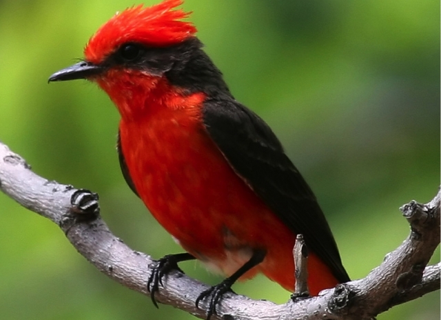 Uccelli locali 