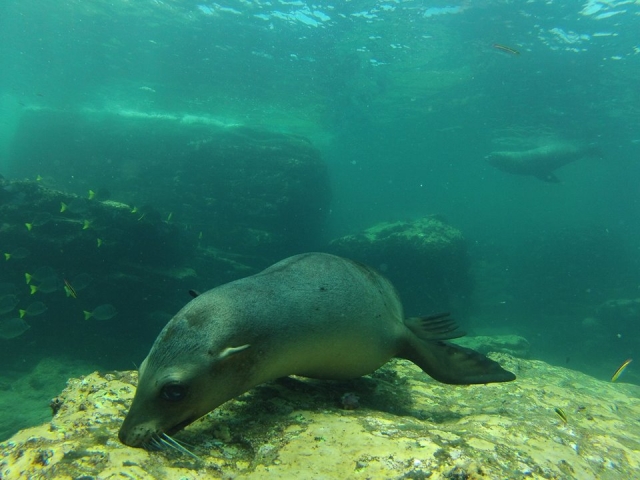  Snorkeling with sea lions 