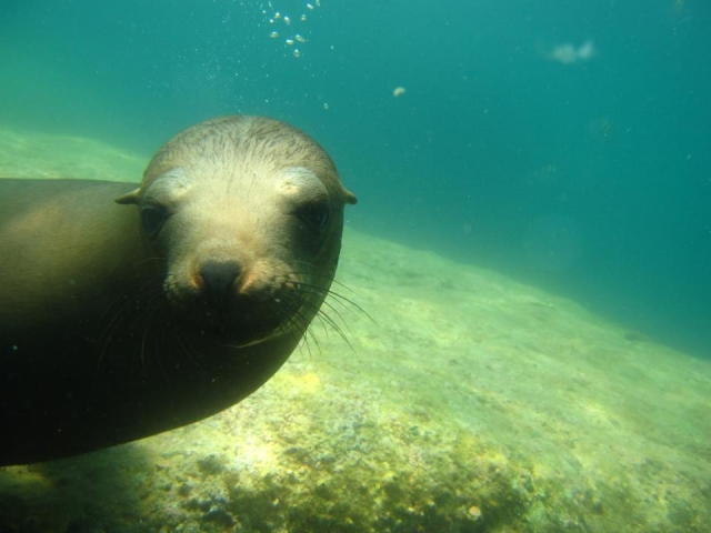 Sea lions 