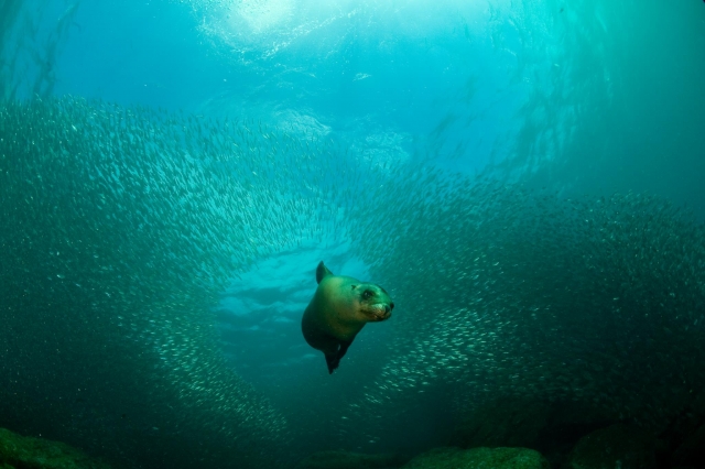  Sea of Cortez 