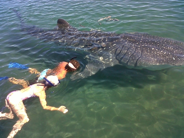 Snorkeling with whale shark 