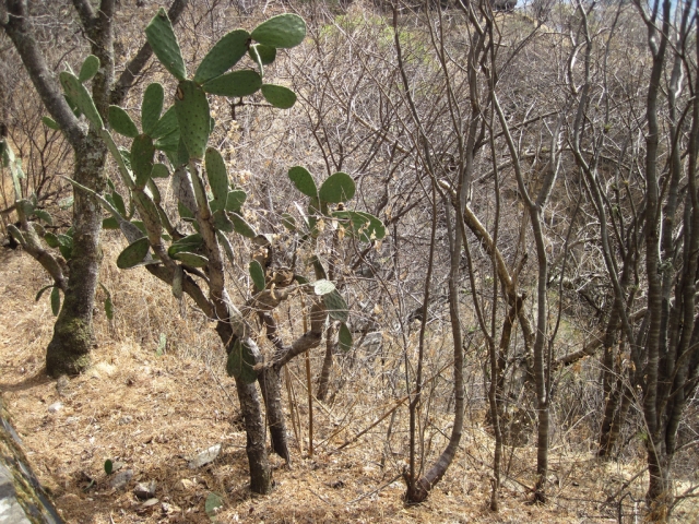 Flora of the region 