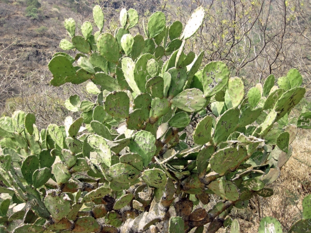  Desert vegetation 