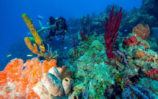 Immersioni a Quintana Roo 