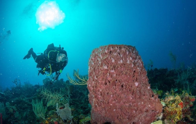  Scopri il mondo marino 
