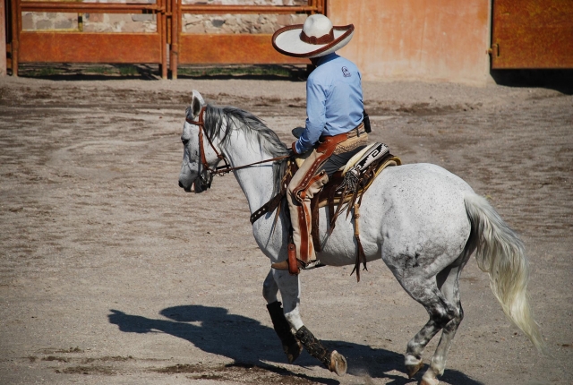 Demostraciones ecuestres