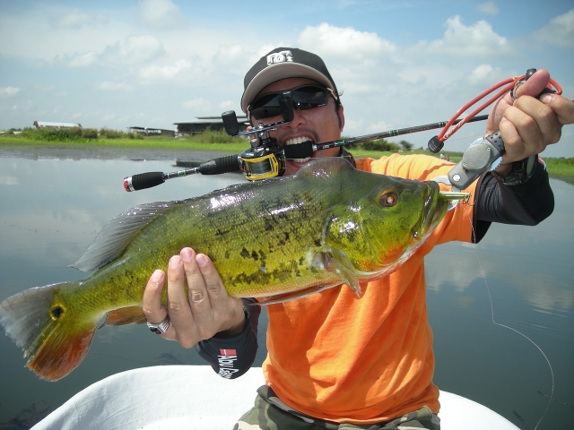  Peacock-Bass-1272322_1280