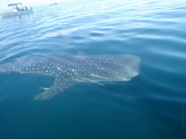  Snorkel com Tiburon Ballena