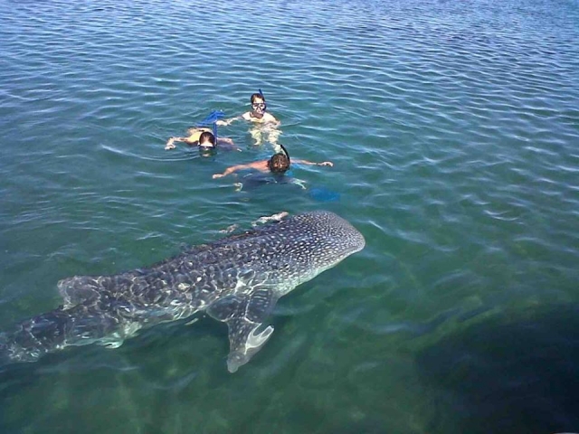Nado com Tiburon Ballena 