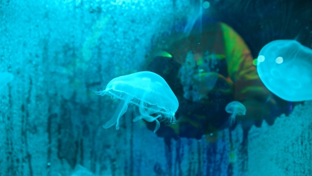  aquarium veracruz