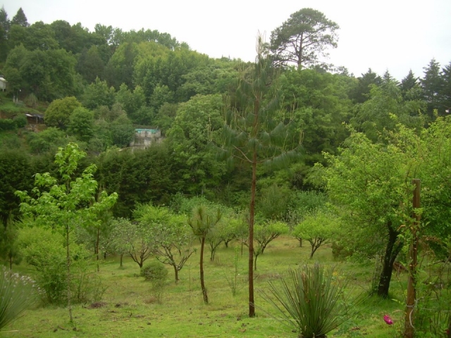  Caminhadas na floresta 