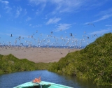 Mangrove Route 2 days in Tomatlán