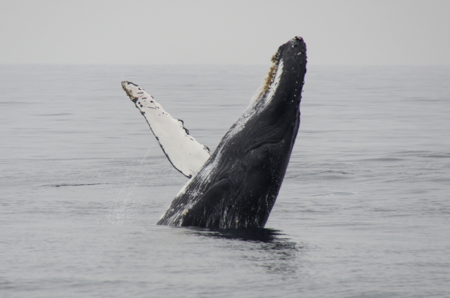  Specie meravigliose 