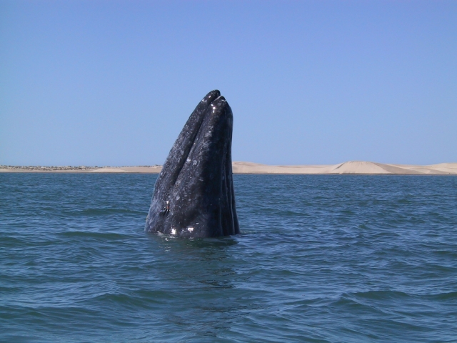  Tour nel mare dei tagli 
