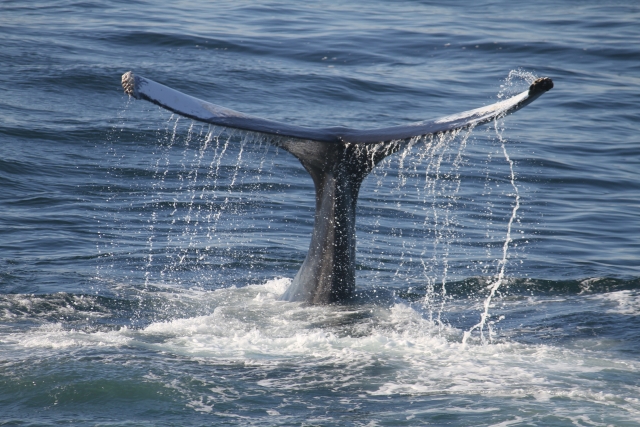  Come arrivare conoscere le balene 