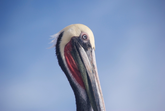  Pellicano 