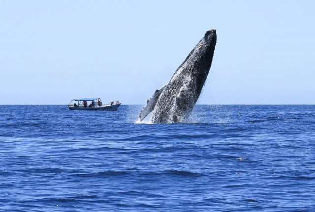  Whale watching excursion 