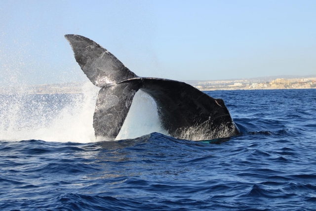  Whale fin 