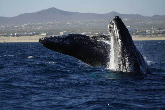 Humpback whales 