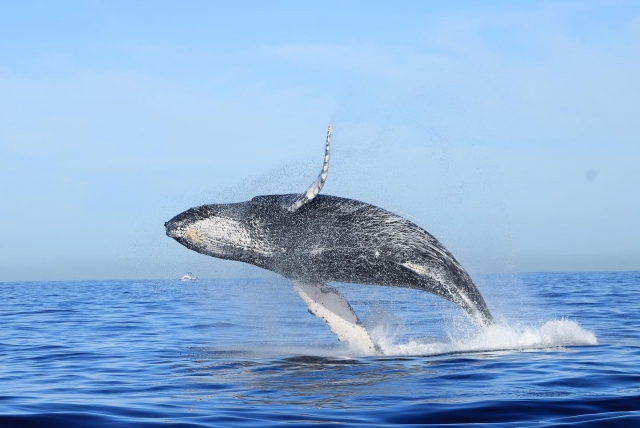  Gray whale jumping 