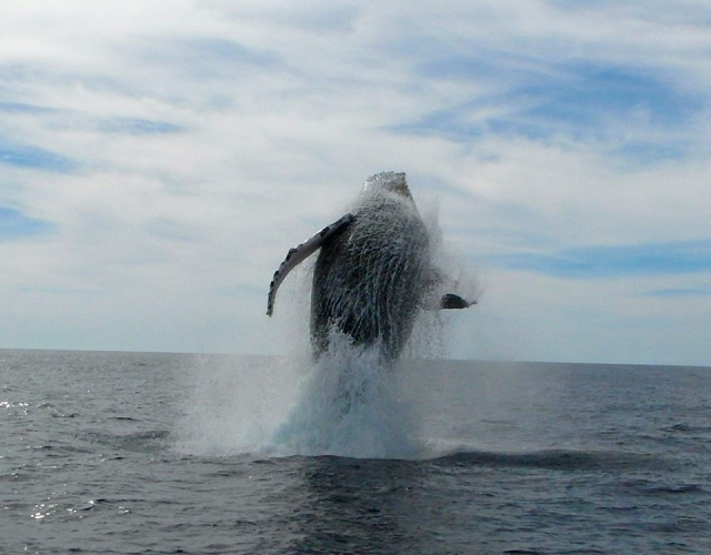 Whale watching tours 