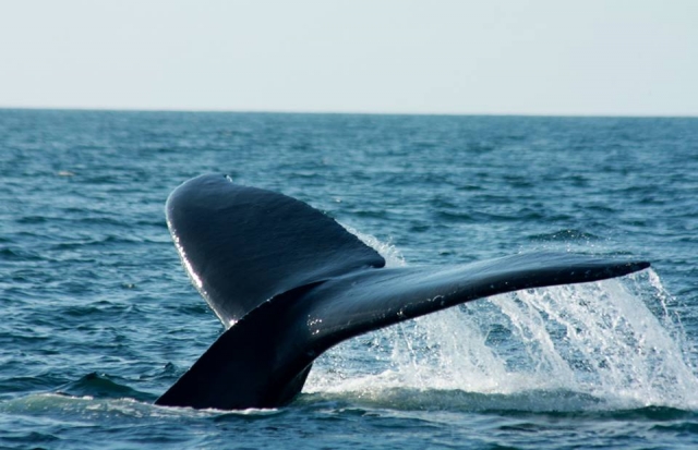 whale . 