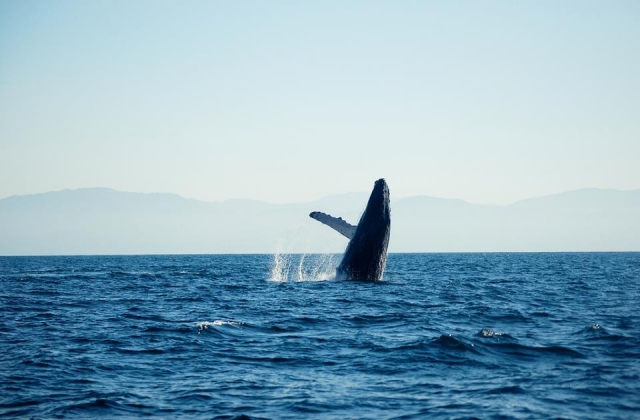  Incredible whales