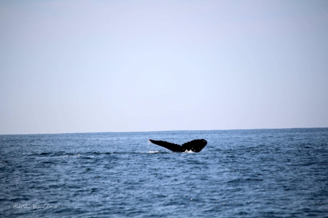  Emigrating whale