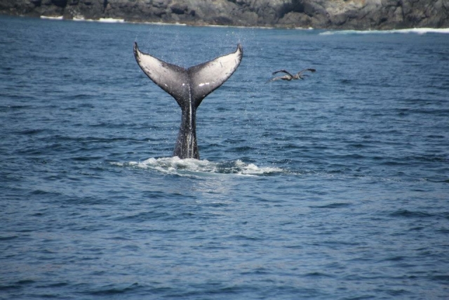  Giant whale tail 