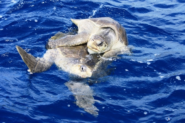  turtles
