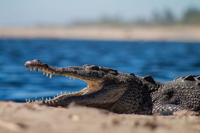  Ferme aux crocodiles 
