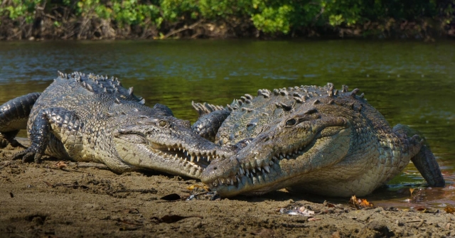  Crocodiles parmi les mangroves 