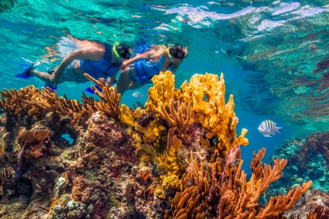  Getting to know the coral reefs