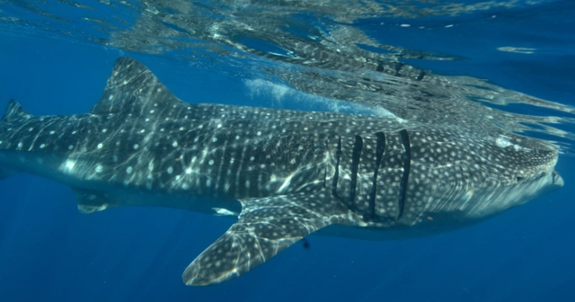  Beautiful whale shark 