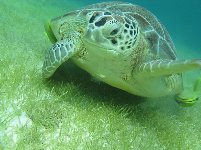  Tartarugas Caribe 