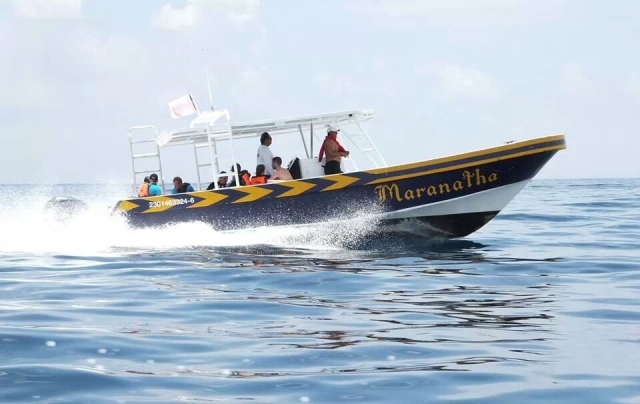 embarcacion tiburon ballena