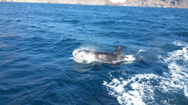 Observation des dauphins 