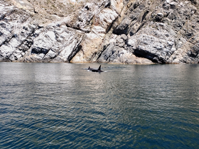  Dauphins dans la mer 