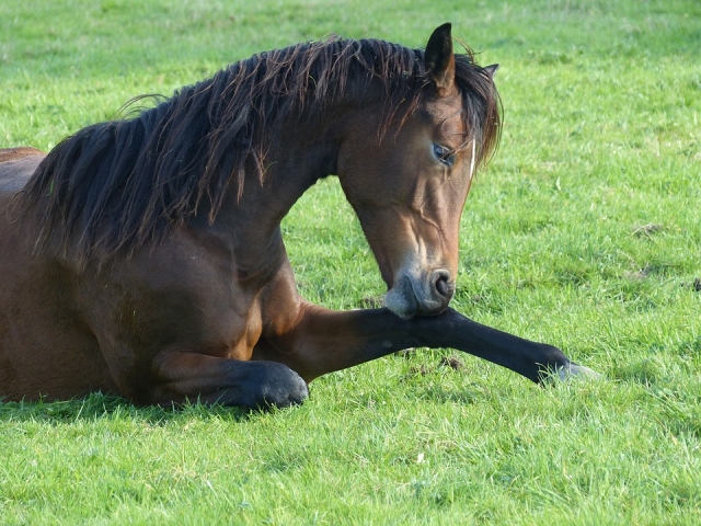 Cavalos dócil 