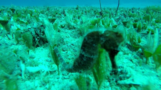 Mira un caballo de mar