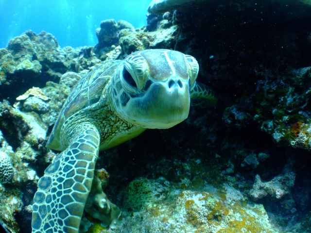 Tortuga marina