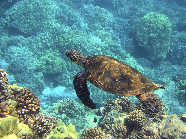  sea turtle 