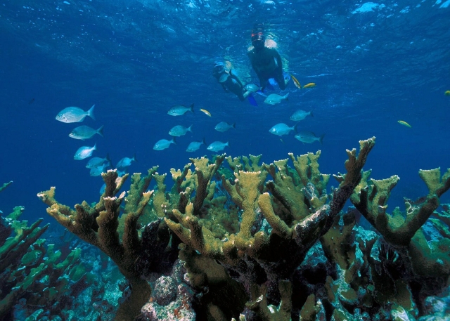  Snorkeling ai Caraibi 