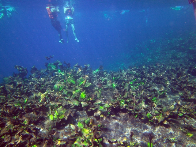  immersioni con gli amici 