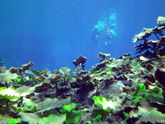  giardini acquatici 