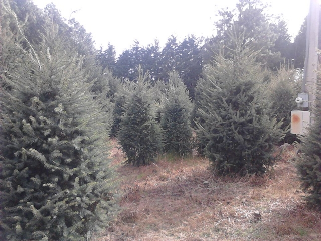 Alberi di Natale 