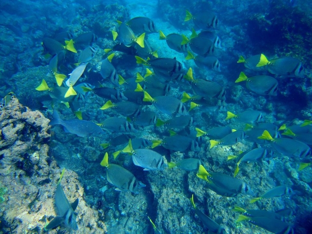  Yellow tail colors 
