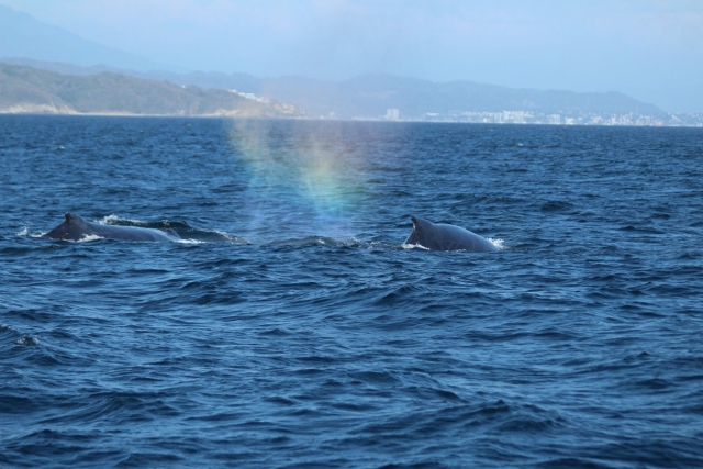 Finding marine species 